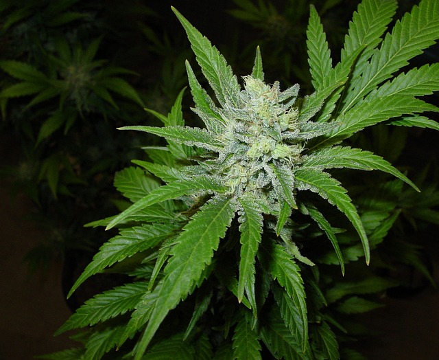 北极光 医疗的 大麻 - 上的免费照片