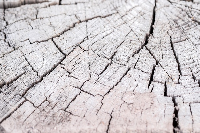 树 木头 裂缝 - 上的免费照片