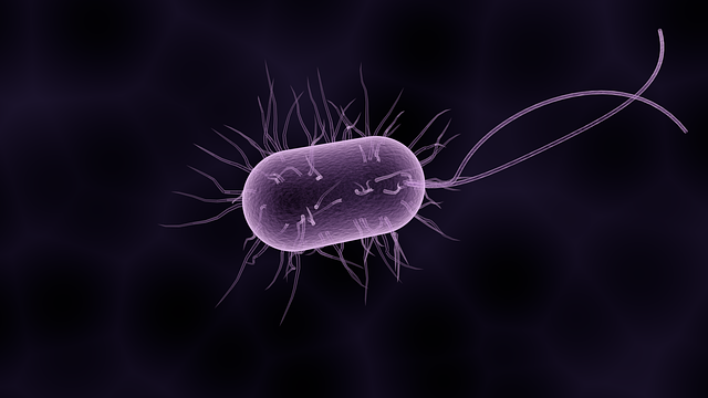 细菌 微生物学 生物学 - 上的免费图片