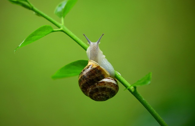 动物 蜗牛 软体动物 - 上的免费照片