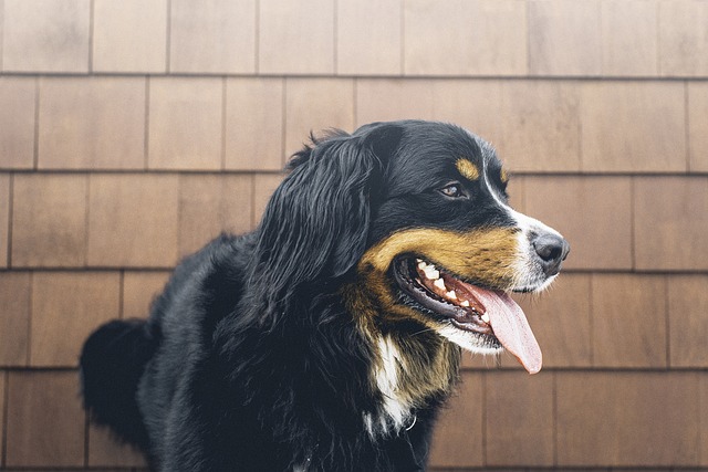 动物 犬类 可爱的 - 上的免费照片