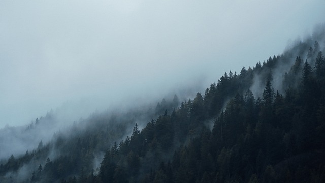 针叶树 山 多雾路段 - 上的免费照片
