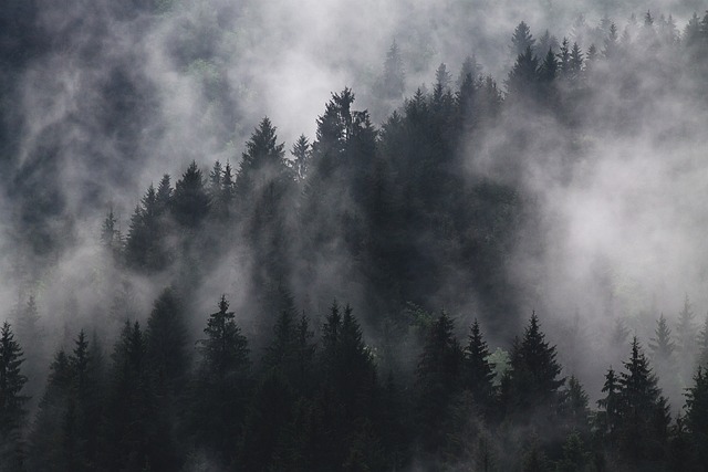 冷杉 多雾路段 森林 - 上的免费照片