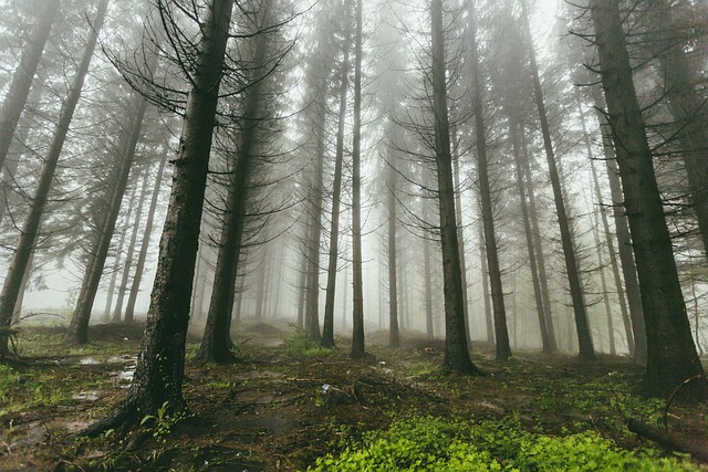 多雾路段 森林 树木 - 上的免费照片