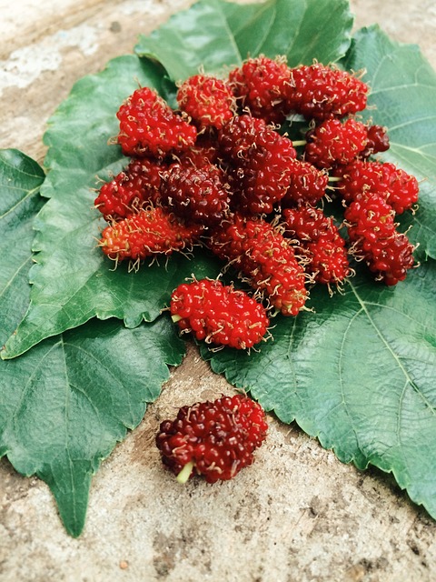 水果 叶子 桑葚 - 上的免费照片
