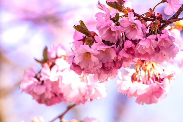 日本樱花 花朵 树 - 上的免费照片