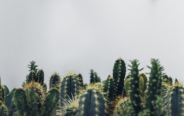 植物 仙人掌 植物学 - 上的免费照片