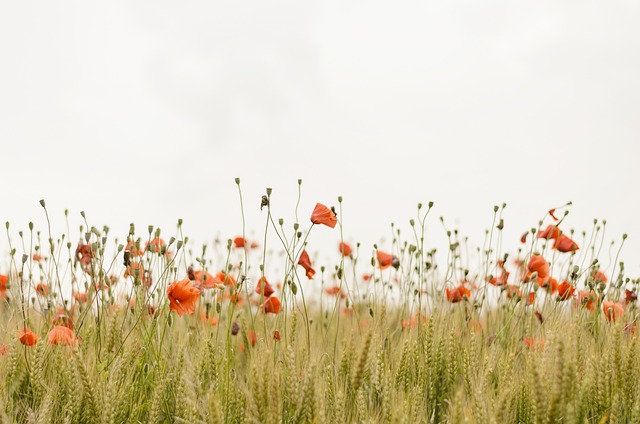 罂粟花 原野 花朵 - 上的免费照片
