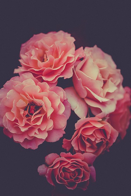 玫瑰 粉色的 花朵 - 上的免费照片