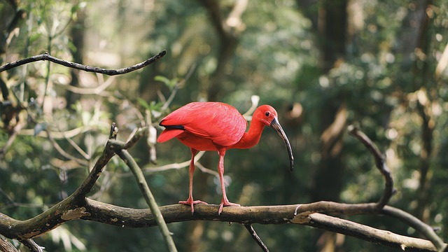 猩红色宜必思酒店 鸟 喙 - 上的免费照片