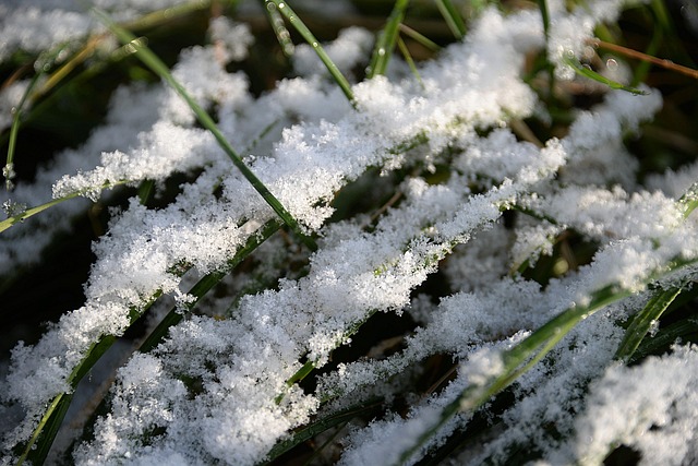 雪 草叶 第一场雪 - 上的免费照片