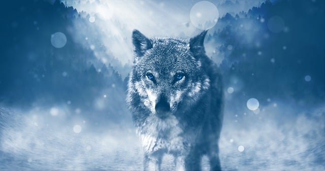狼 捕食者 动物 - 上的免费图片