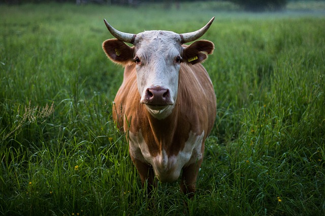奶牛 角 牛 - 上的免费照片