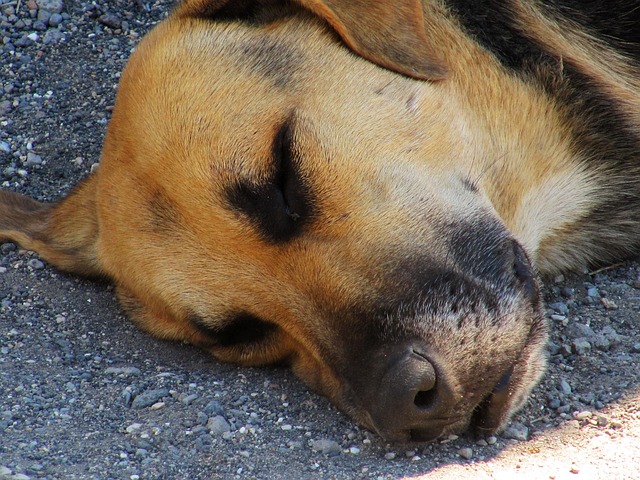 狗 睡觉 小憩 - 上的免费照片