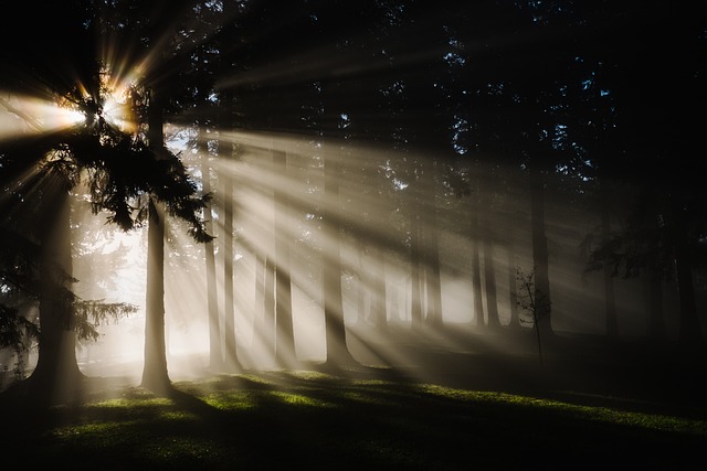 森林 阳光 树木 - 上的免费照片