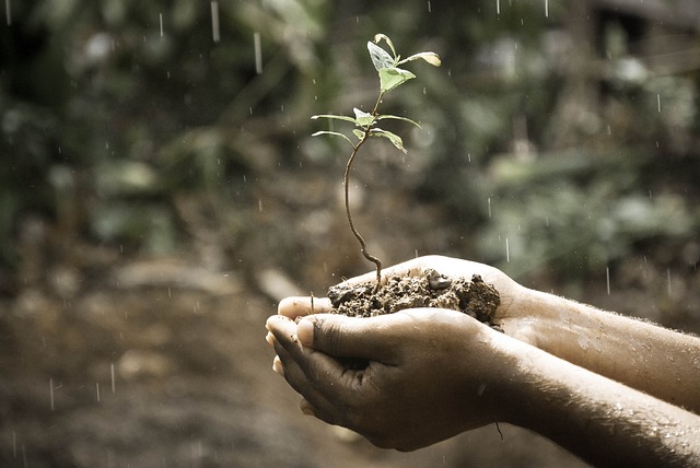 手 植物 土壤 - 上的免费照片