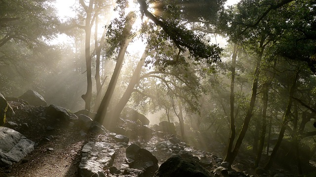 树木 岩石 阳光 - 上的免费照片