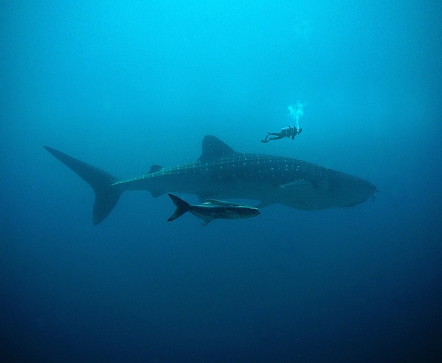 鲸 闻到 潜水 - 上的免费照片