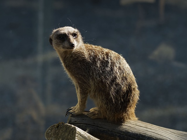 动物 Suricate Suricata - 上的免费照片