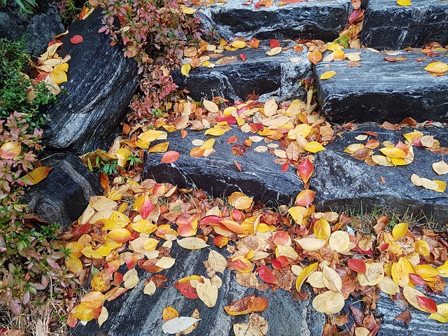 石阶 叶 秋天的树叶 - 上的免费照片