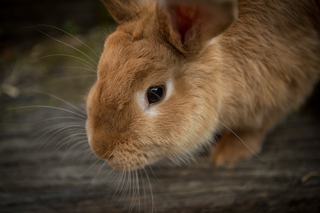 动物 兔子 特写 - 上的免费照片