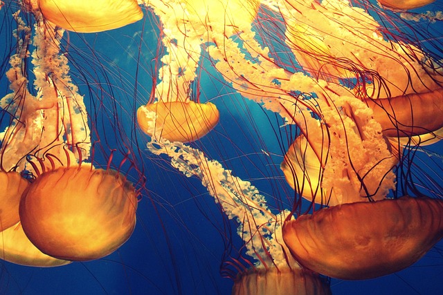 动物 海蜇 深海 - 上的免费照片