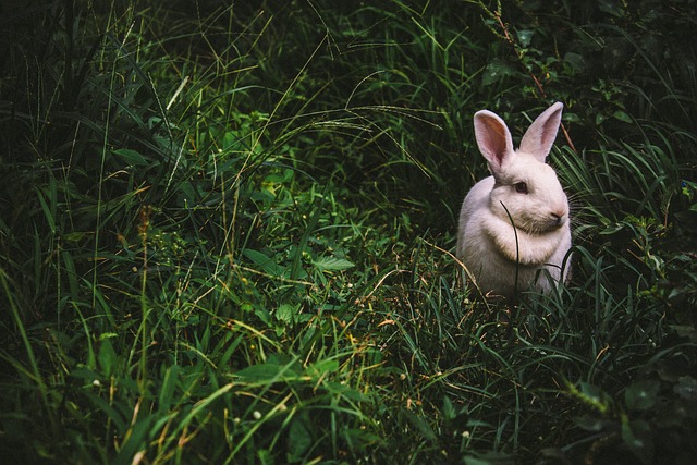 兔子 可爱的 草 - 上的免费照片