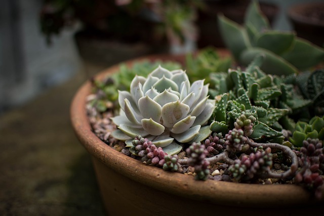 仙人掌 植物群 花朵 - 上的免费照片