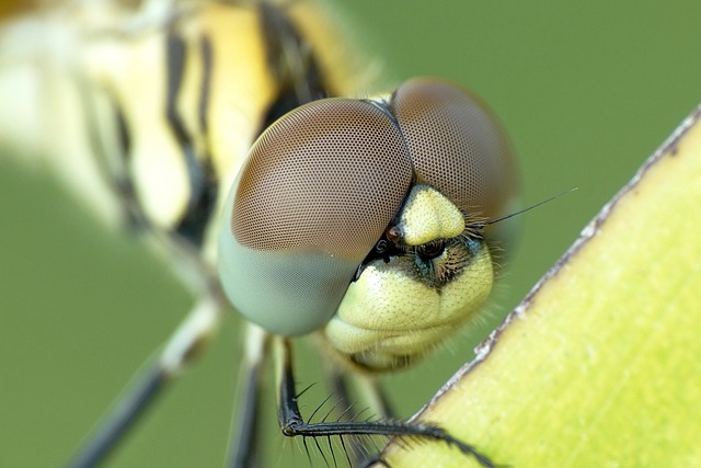 蜻蜓 复眼 昆虫 - 上的免费照片