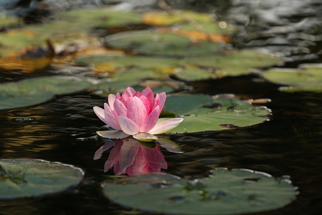 花 莲花 池塘 - 上的免费照片