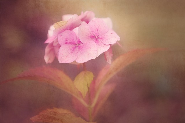 花 粉色的 开花 - 上的免费照片
