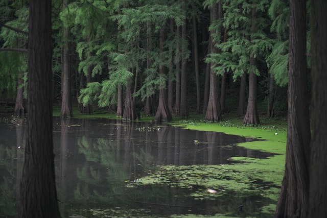 森林 红树林 湖 - 上的免费照片