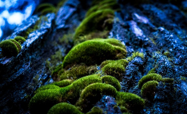 福雷斯特 苔藓 神秘 - 上的免费照片