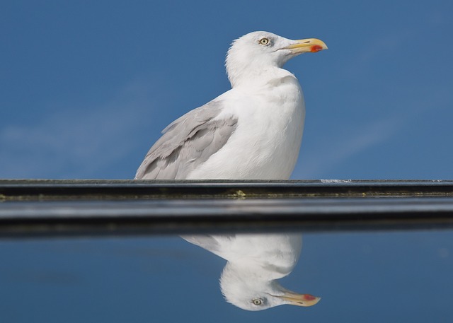 鸥 镜子 徒劳的 - 上的免费照片