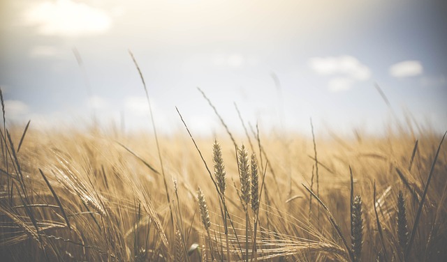 小麦 小麦作物 大麦 - 上的免费照片