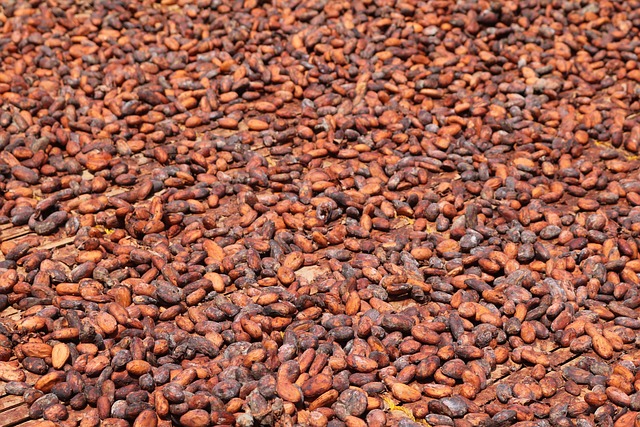 可可豆 非洲 加纳 - 上的免费照片