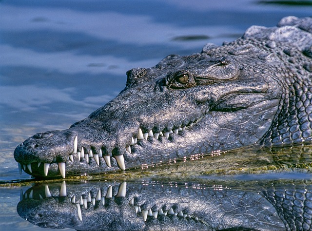 鳄鱼 动物 爬虫 - 上的免费照片