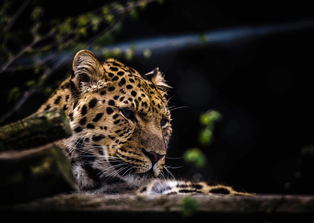 豹 头 猫科动物 - 上的免费照片