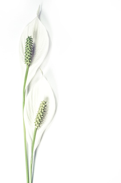 百合 花朵 白色的 - 上的免费照片