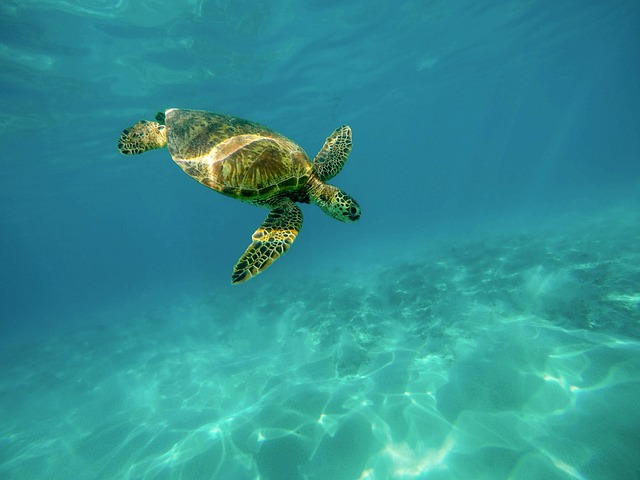 海龟 龟 水下 - 上的免费照片