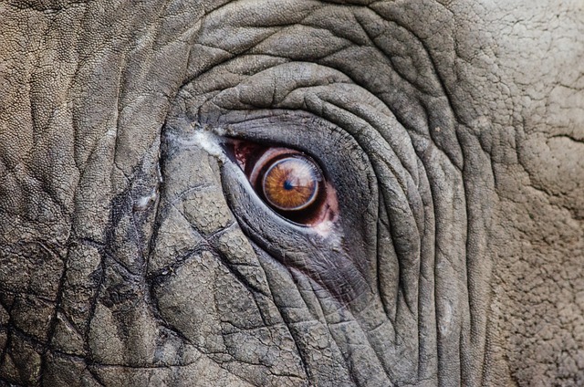 动物 大象 眼睛 - 上的免费照片