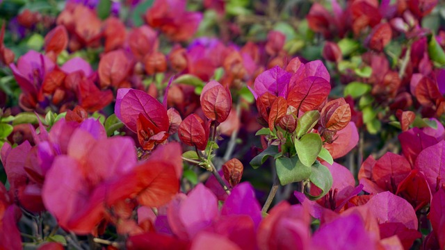 美丽的花朵 花床 一束花朵 - 上的免费照片