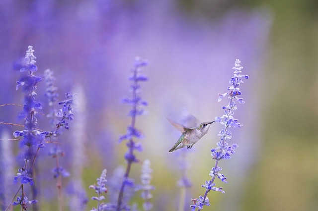 蜂鸟 航班 花朵 - 上的免费照片