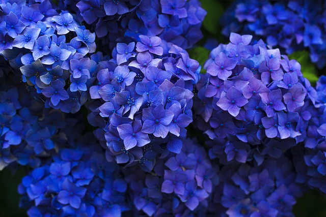 绣球花 蓝色的 花朵 - 上的免费照片