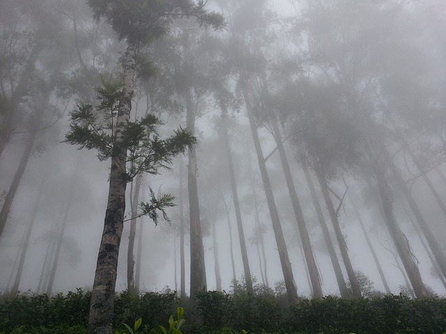 立顿座椅 多雾路段 森林 - 上的免费照片