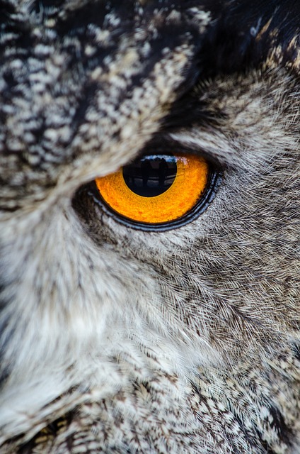 猫头鹰 眼睛 特写 - 上的免费照片