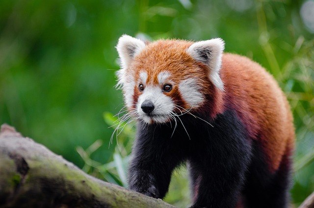 小熊猫 动物 食肉动物 - 上的免费照片
