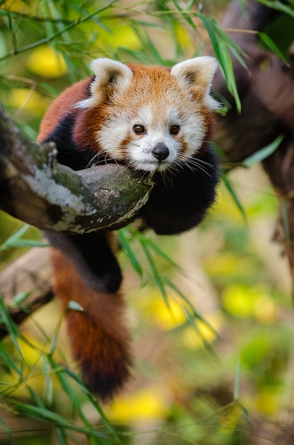 小熊猫 树 食肉动物 - 上的免费照片