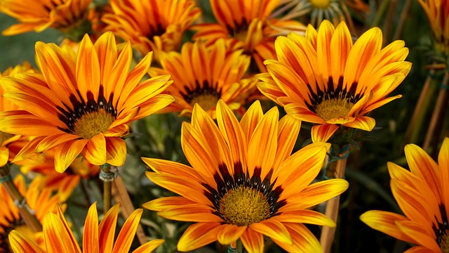 向日葵 黄色 花朵 - 上的免费照片