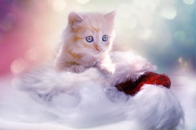 小猫 灰色的 心 - 上的免费照片